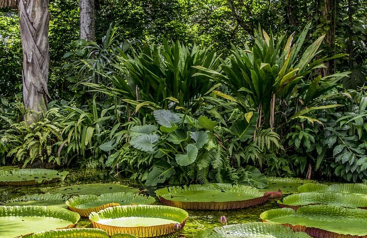 Vitórias-régias no rio, arbustos e árvores verdes na floresta amazônica; Greenpeace oferta bolsas de estudo na Amazônia 